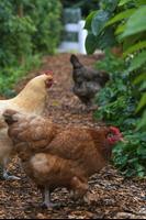 Chicken Wallpapers Screenshot 1