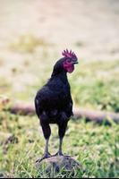 Chicken Wallpapers Screenshot 2