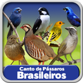 Canto de Pássaros Brasileiros