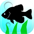 Fishing Traveler