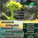 Life Telugu Quotes And Wishes APK