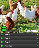 پوستر Poultry Broiler Chickens