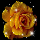 गुलाब के फूल लाइव वॉलपेपर आइकन
