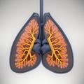 Lung Sounds Quiz
