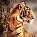 Tiger Wallpaper HD