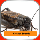 Cricket Sounds ícone