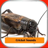 Cricket Sounds Cartaz