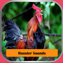 Rooster Sounds APK