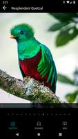 GoBird capture d'écran 3