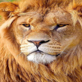 Lion wallpaper