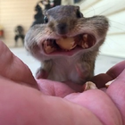 ChipmunksOfTiktok Ringtones ícone