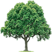 The Elm at Clark icon