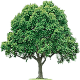 The Elm at Clark