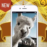 Gallery Funny Sheep 포스터