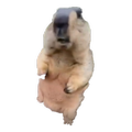 Tap marmot