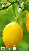 Material Yellow Lemon CM Theme penulis hantaran