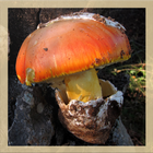 Mushroom Identification Zeichen