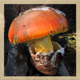 Mushroom Identification-APK