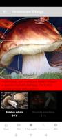 2 Schermata Identificazione dei funghi