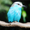 Bird Identification أيقونة