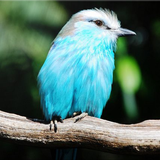 Bird Identification APK