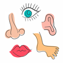 Body Parts Name for Kids APK