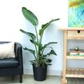The Indoor Plant Trends