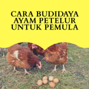 Cara Budidaya ayam Petelur Untuk Pemula APK