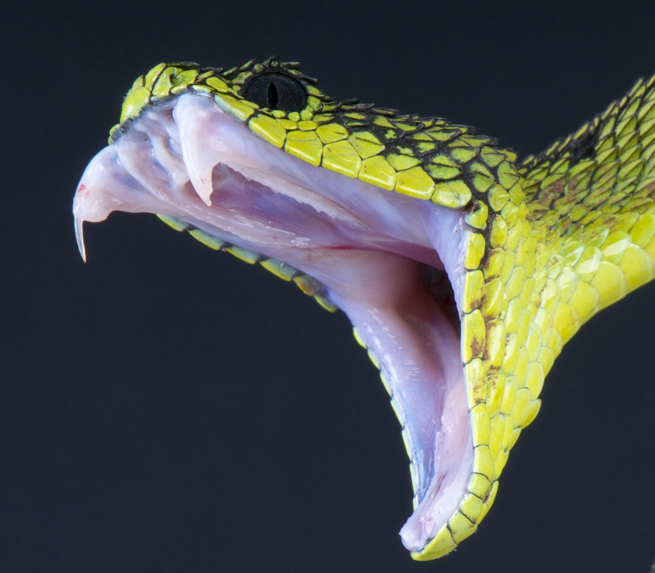 Как открыть змея геншин