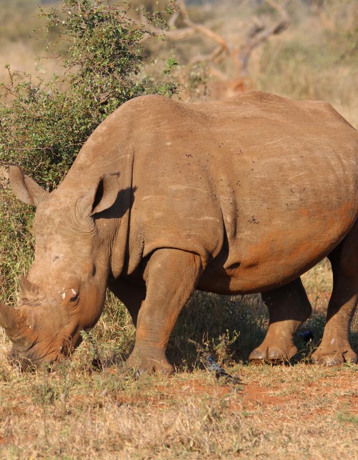 Heaviest animal. Носорог. Rhino meaning. Heavy animal. The Rhinoceros Band gettyimages.