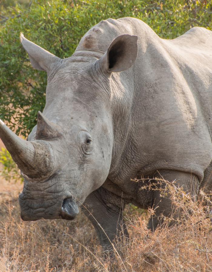 Heaviest animal. Rhinoceros. Heavy animal. Kollin therhino.