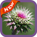 Thistle Wallpaper APK