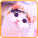 Cat Wallpaper Cute Kitten HD APK