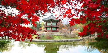 Học giao tiếp tiếng Hàn