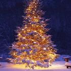 Christmas Tree Wallpapers icon