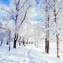 APK Winter Wallpaper