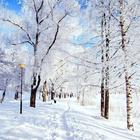 Winter Wallpaper آئیکن