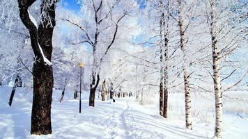 برنامه‌نما Winter Wallpaper عکس از صفحه