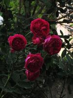 Rosas 3D papel de parede imagem de tela 1