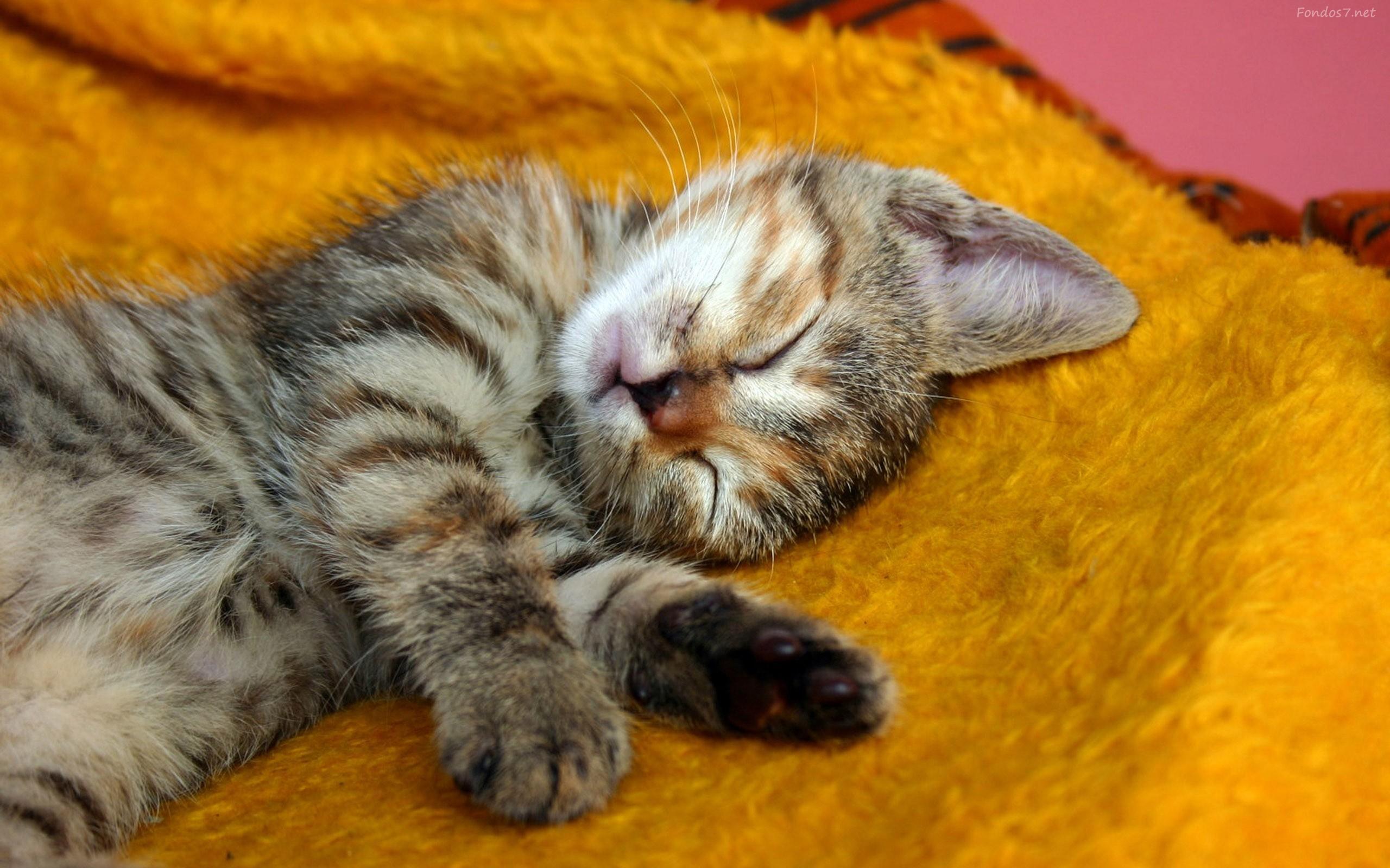 Красивый котенок во сне. Спящий кот. Спящие котики. Милые спящие котята.