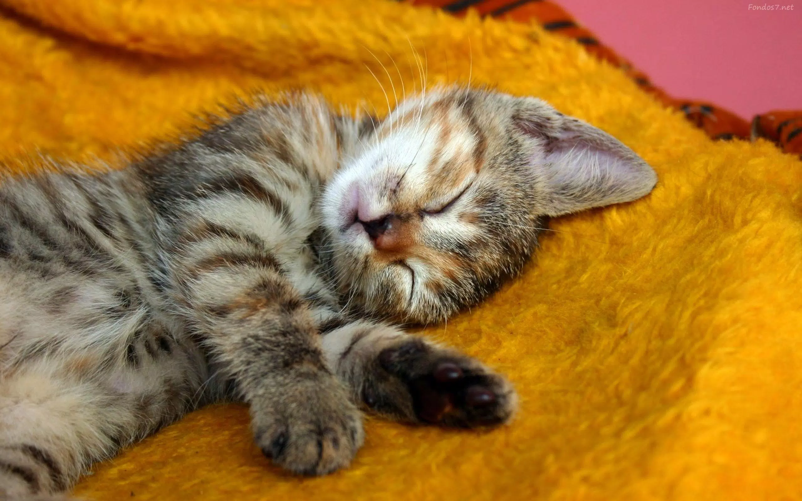 Android 用の 猫の壁紙 Apk をダウンロード