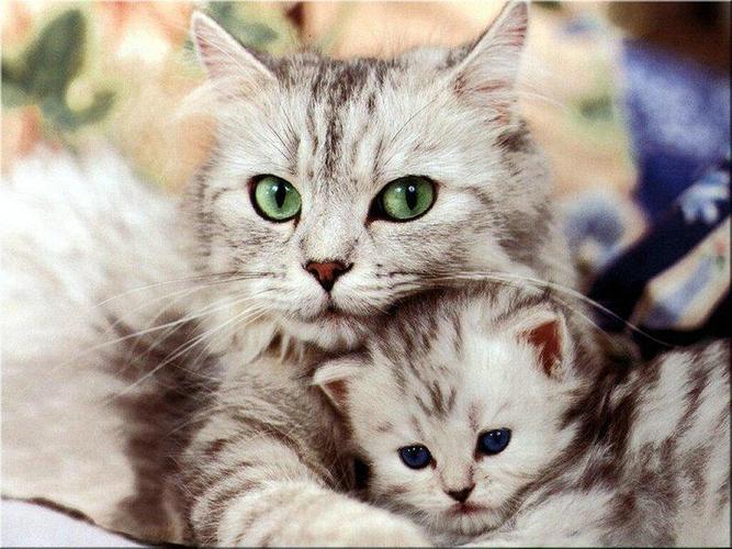 無料で 猫の壁紙 アプリの最新版 Apk4 0 1をダウンロードー Android用 猫の壁紙 Apk の最新バージョンをダウンロード Apkfab Com Jp