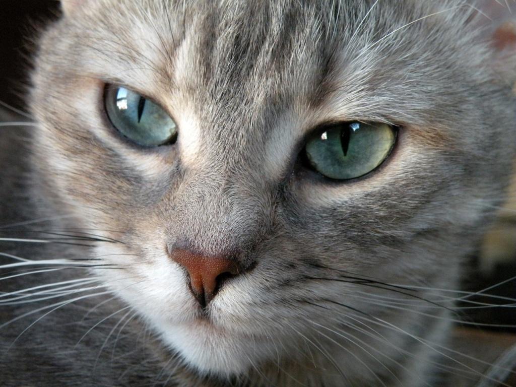 Android 用の 猫の壁紙 Apk をダウンロード