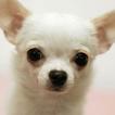 Chihuahuas Wallpapers