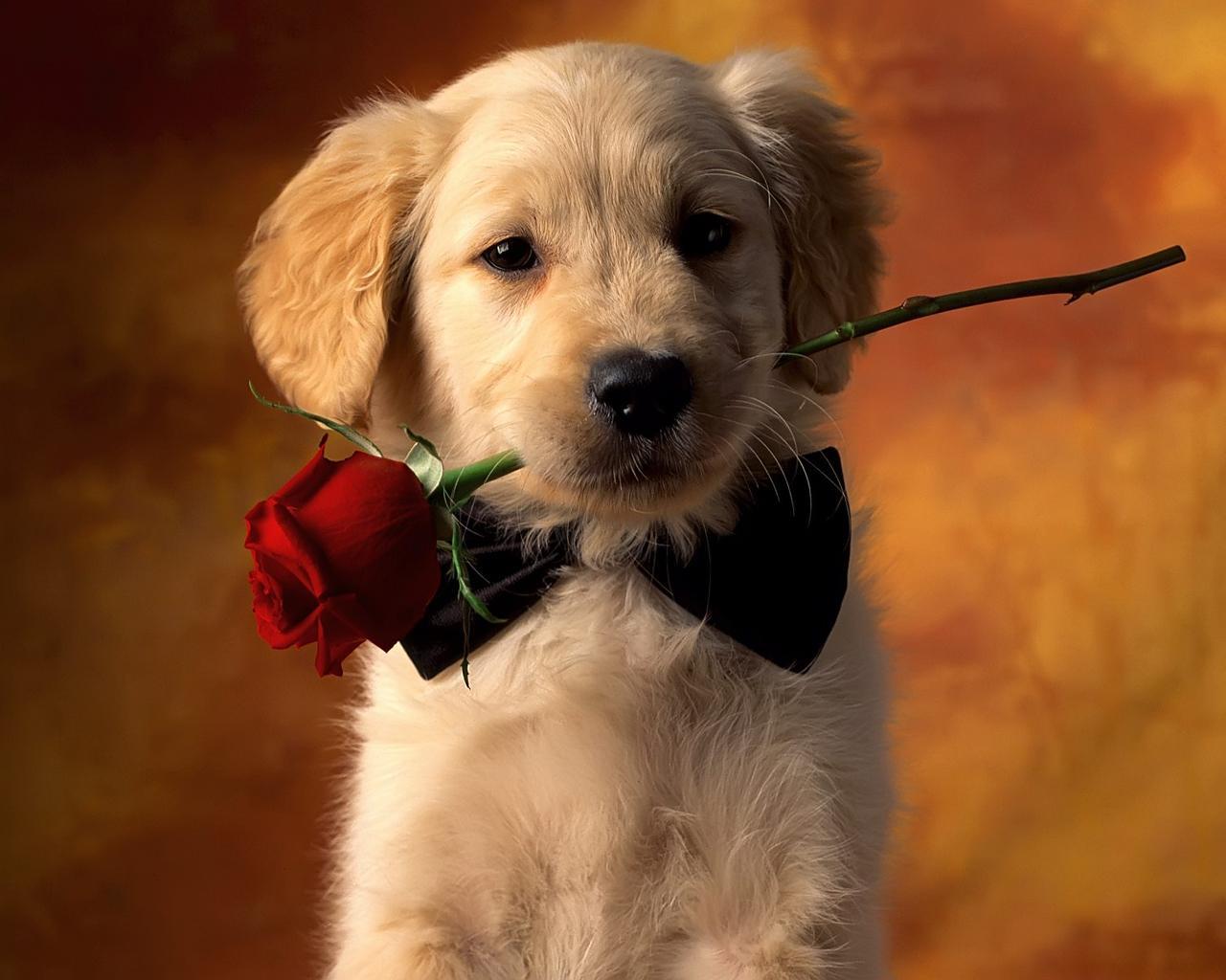 Android için Köpek Duvar Kağıtları APK�yı İndir