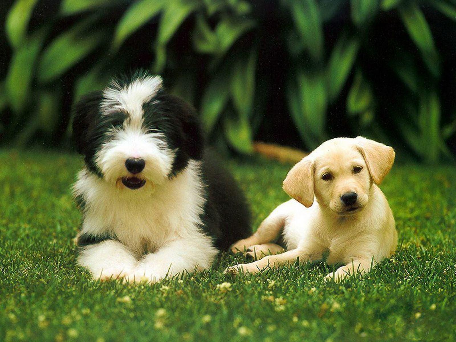 Android için Köpek Duvar Kağıtları APK�yı İndir