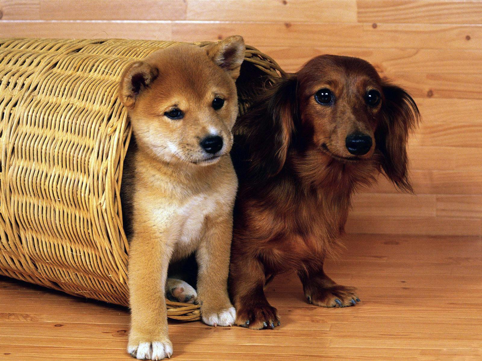 Android için Köpek Duvar Kağıtları APK�yı İndir