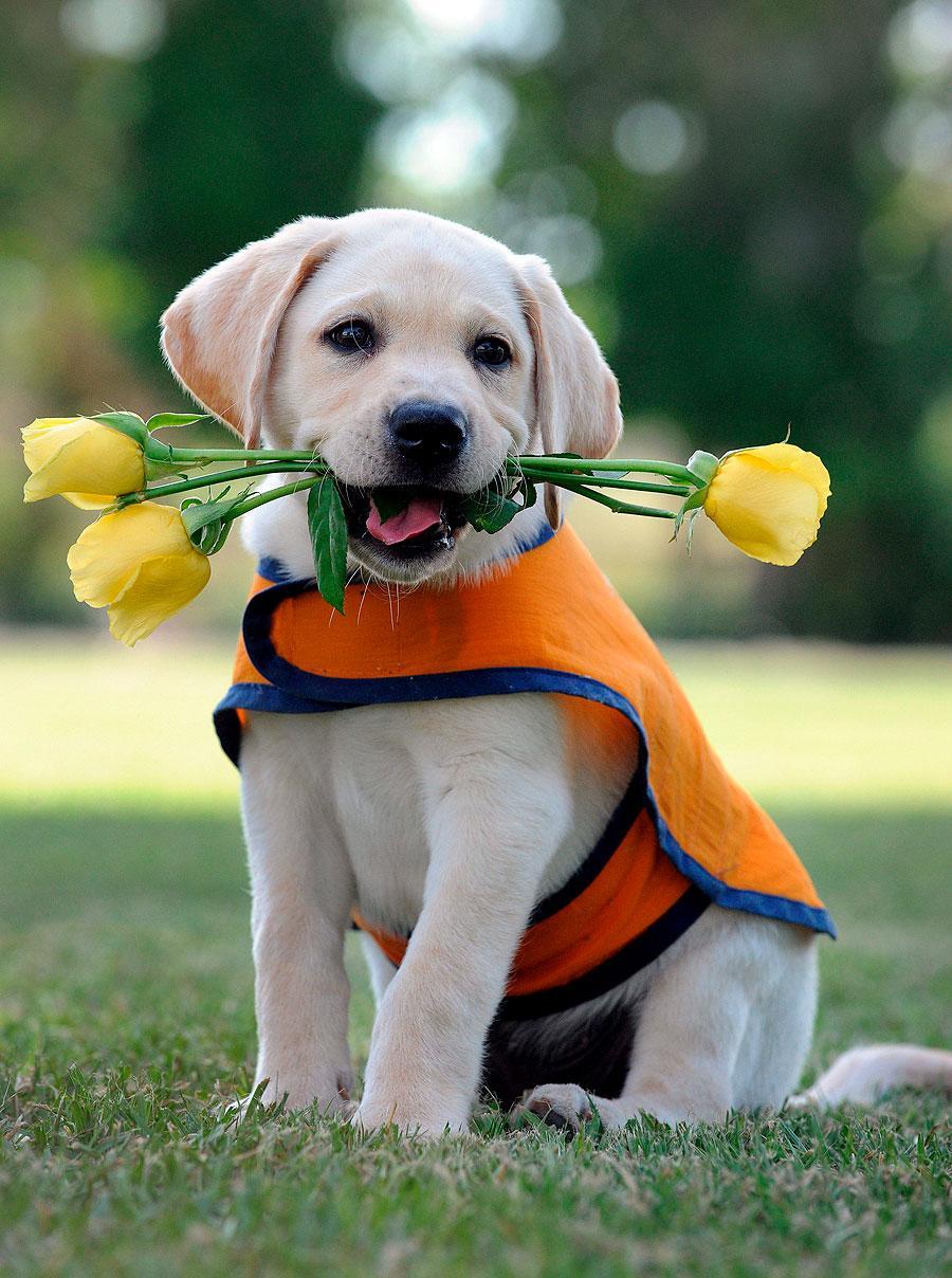 Android için Köpek Duvar Kağıtları APK�yı İndir