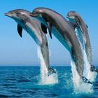 Fondo de pantalla de delfines icono