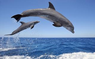Fondo de pantalla de delfines Poster